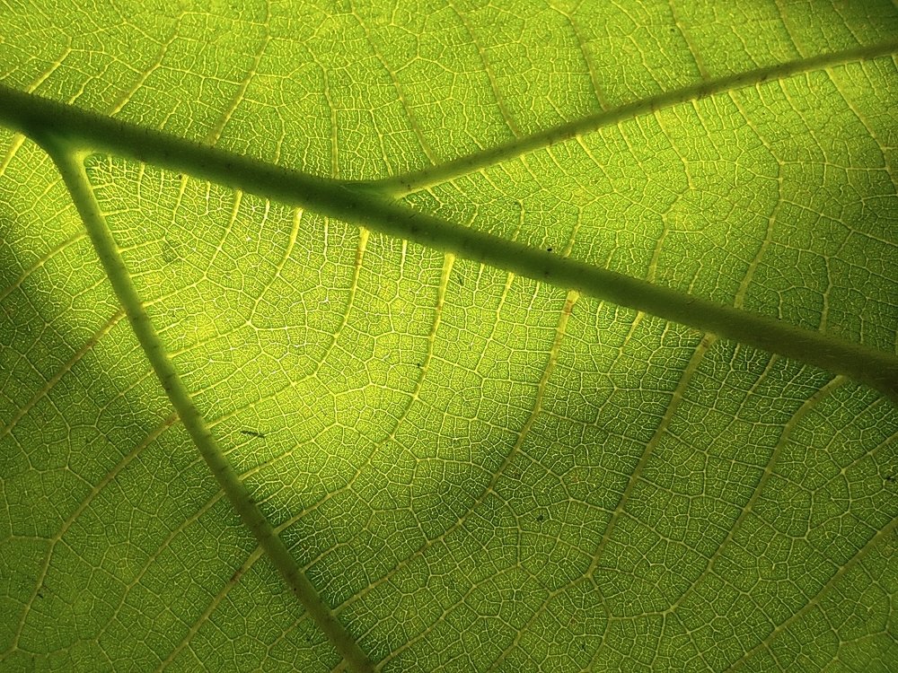 Photograph by Bistupada Mondal