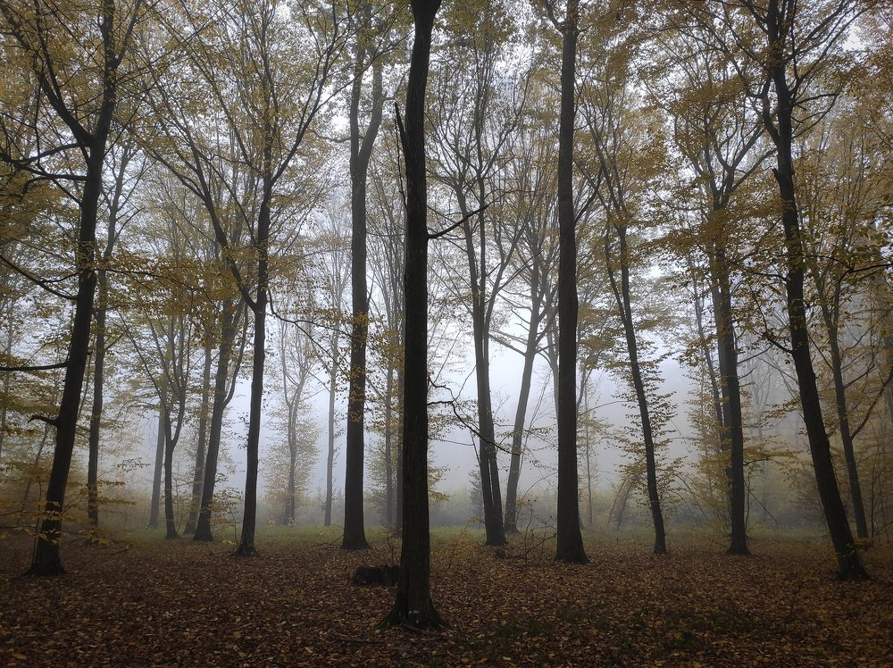 Осенний этюд с туманом.