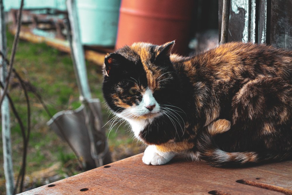 Фотография автора Оля Алехнович