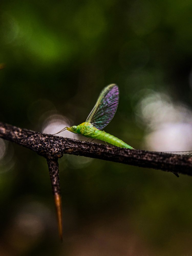 Photograph by Hemanth Reddy Devireddy