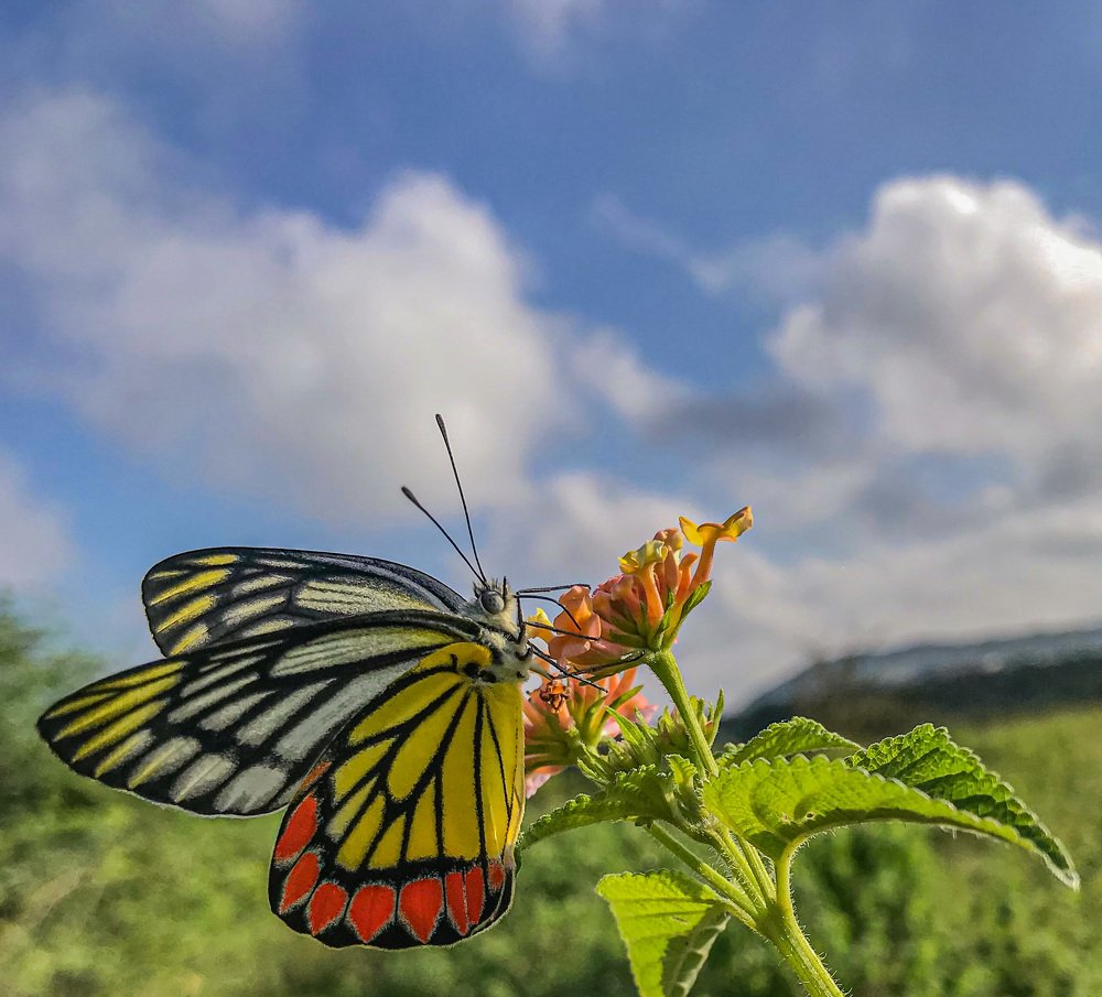 Photograph by Hemanth Reddy Devireddy