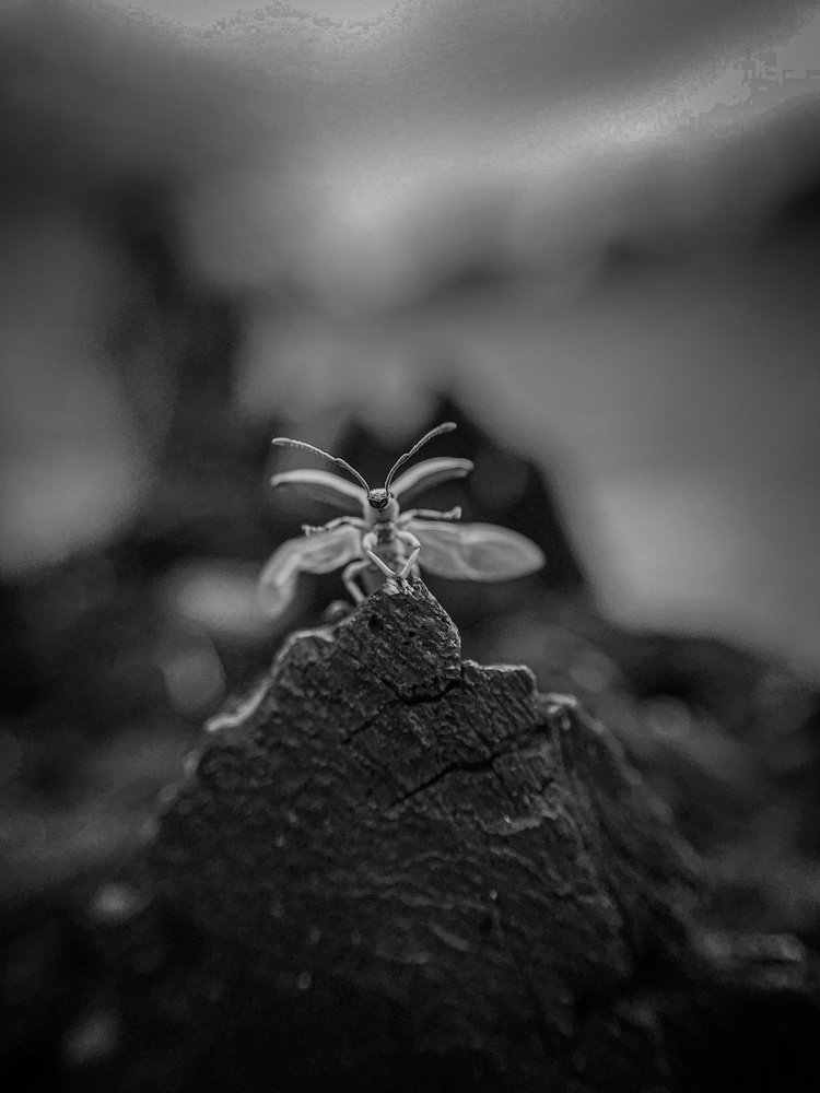 Photograph by Hemanth Reddy Devireddy