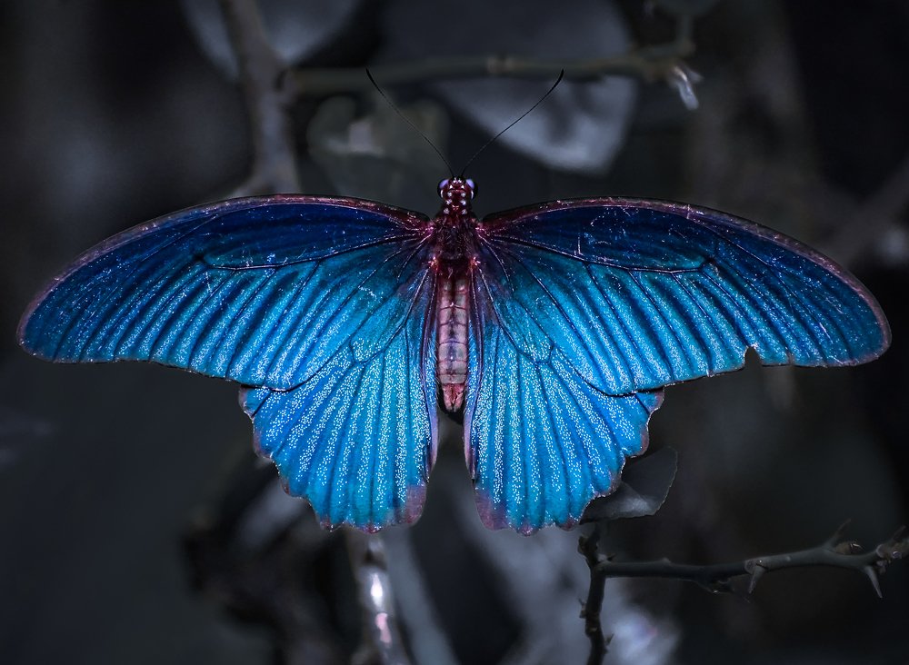 Magical Wings