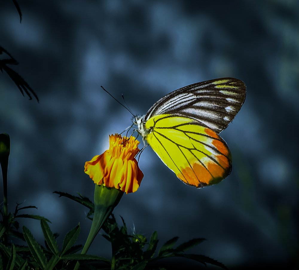 Wings of colours