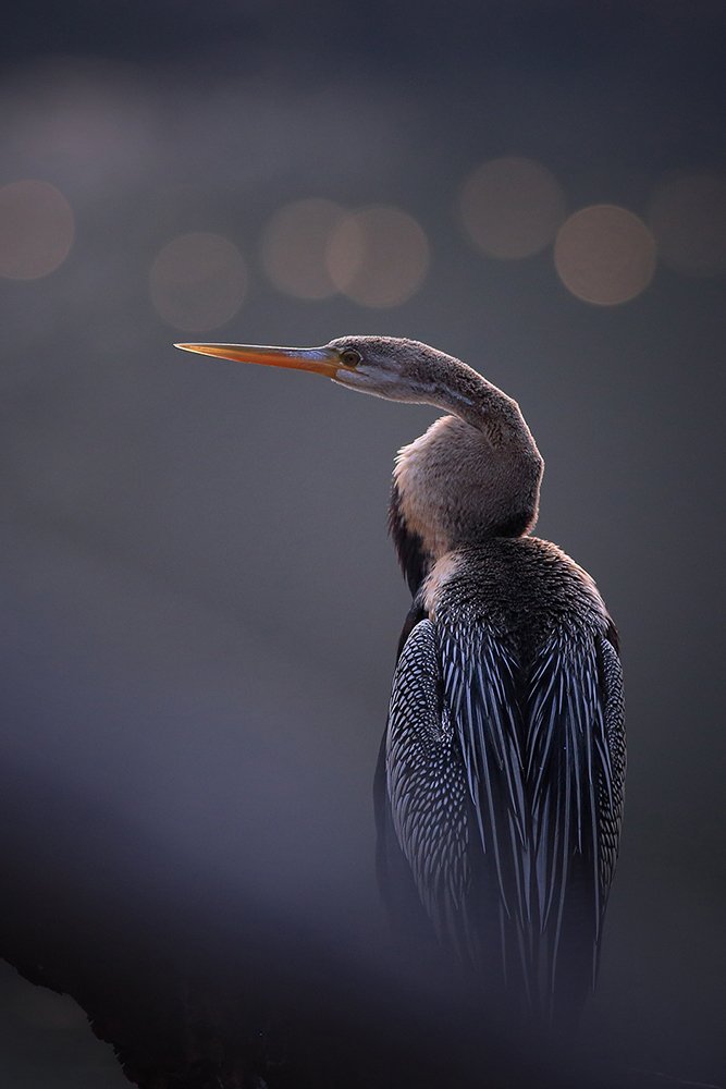 Photograph by Hemant Kumar