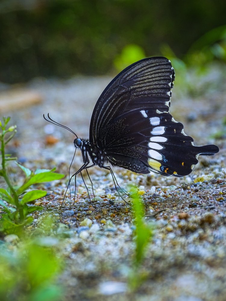 Black Beauty