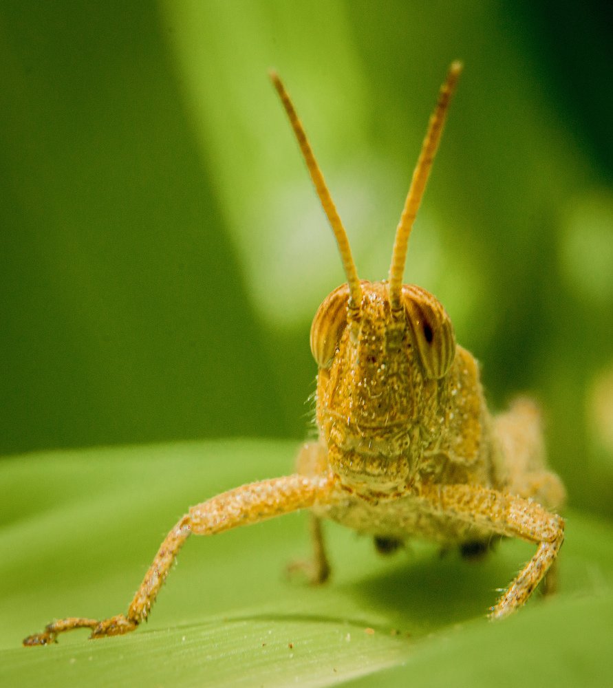 Photograph by Kwadwo Antwi Debrah