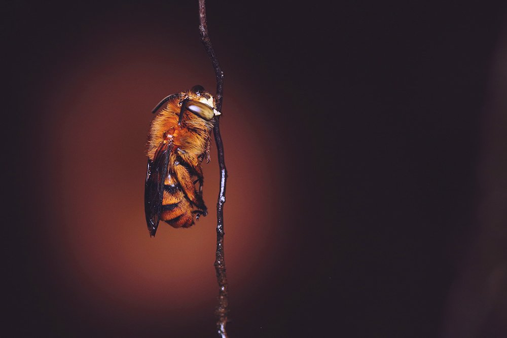 Photograph by Hemant Kumar