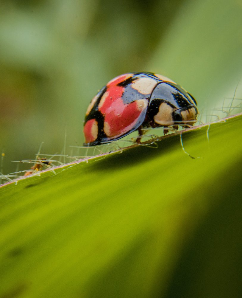 Photograph by Kwadwo Antwi Debrah