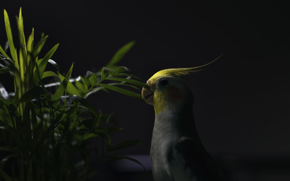 Фотография автора RW