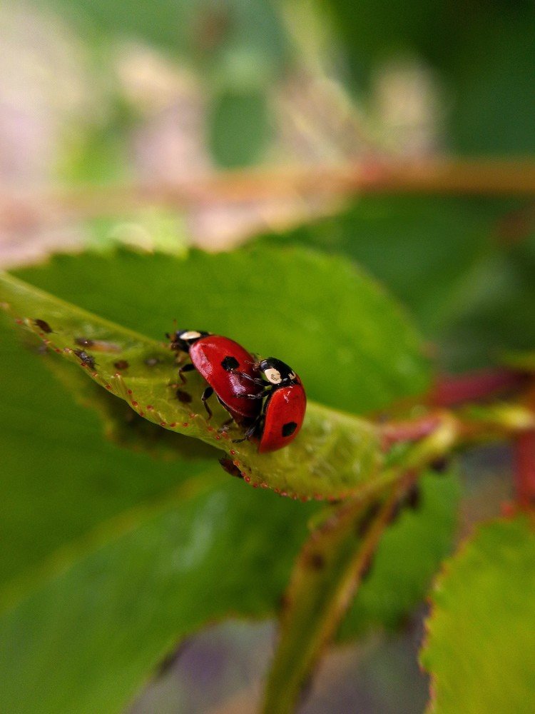Двое на листе