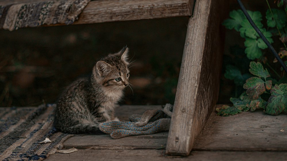Photograph by Алексей Дворжецкий