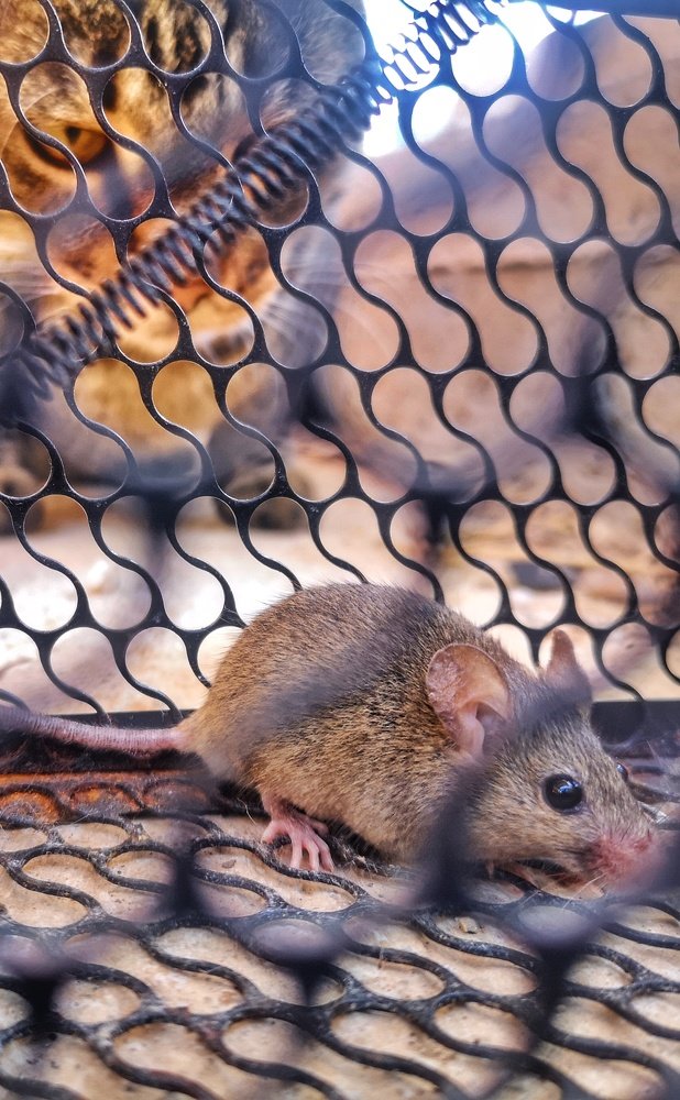 Photograph by Kobbie Pessach