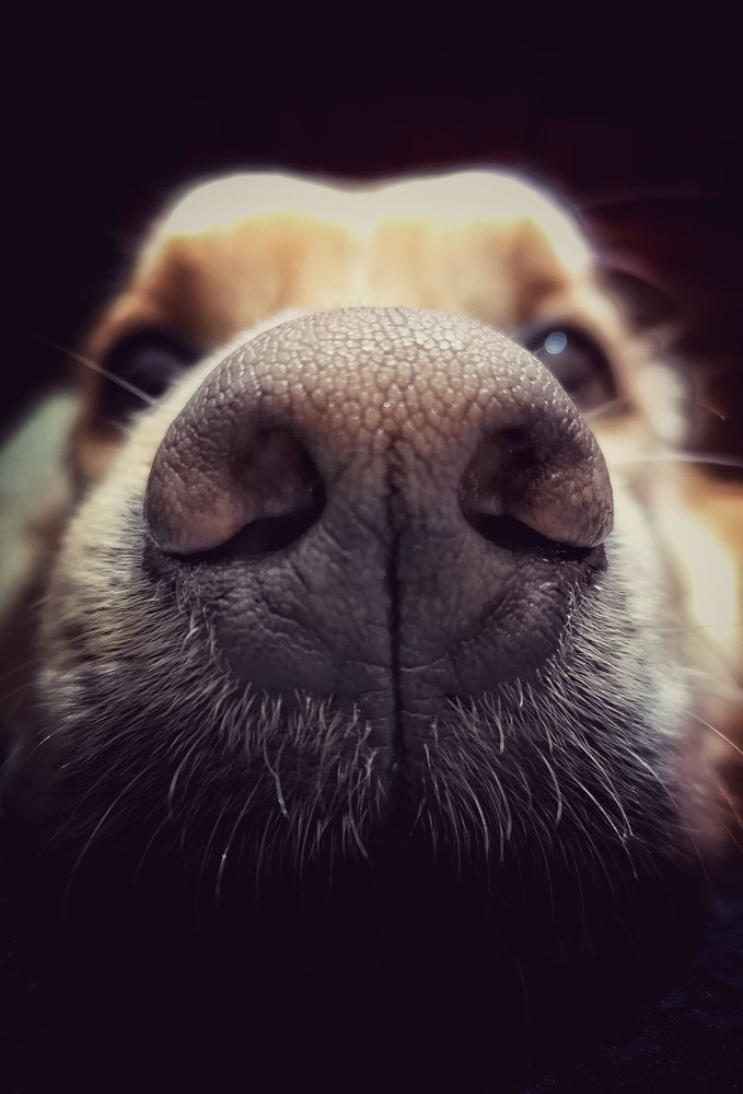 Photograph by Kobbie Pessach