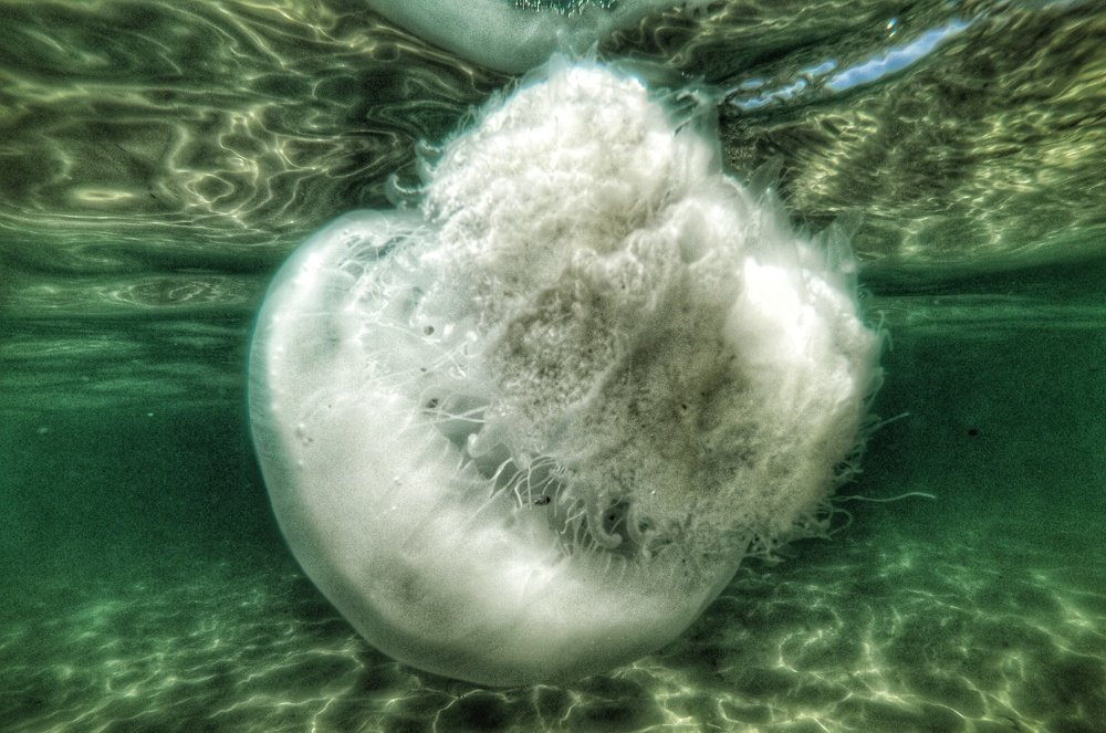 Photograph by Kobbie Pessach