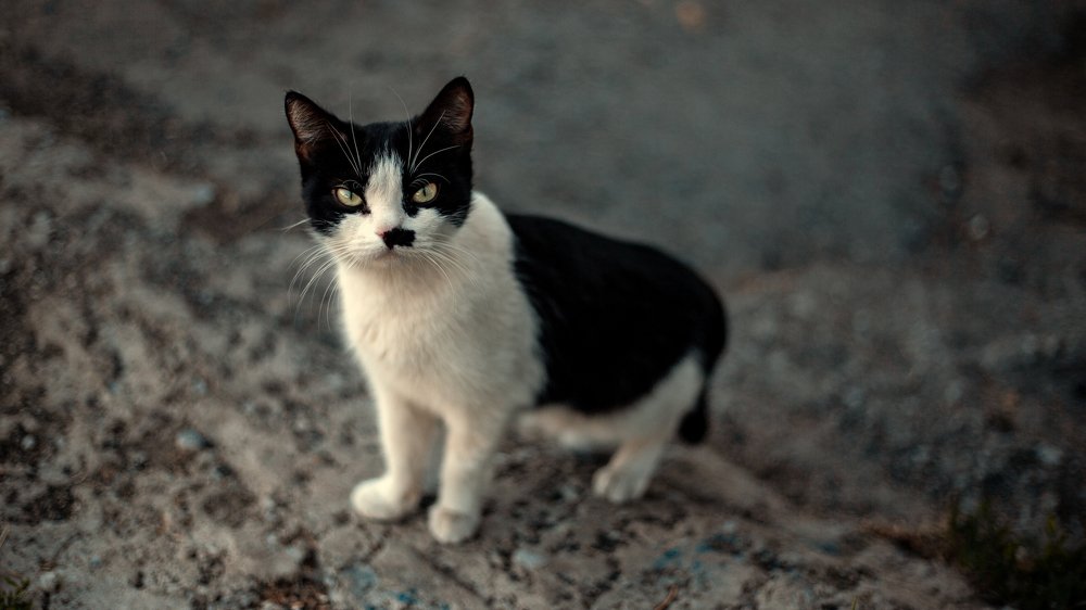 Photograph by Алексей Дворжецкий