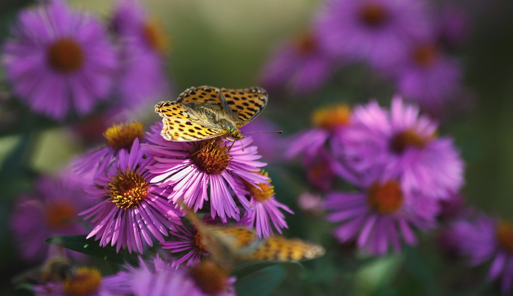 Photograph by Юрий Лисовой