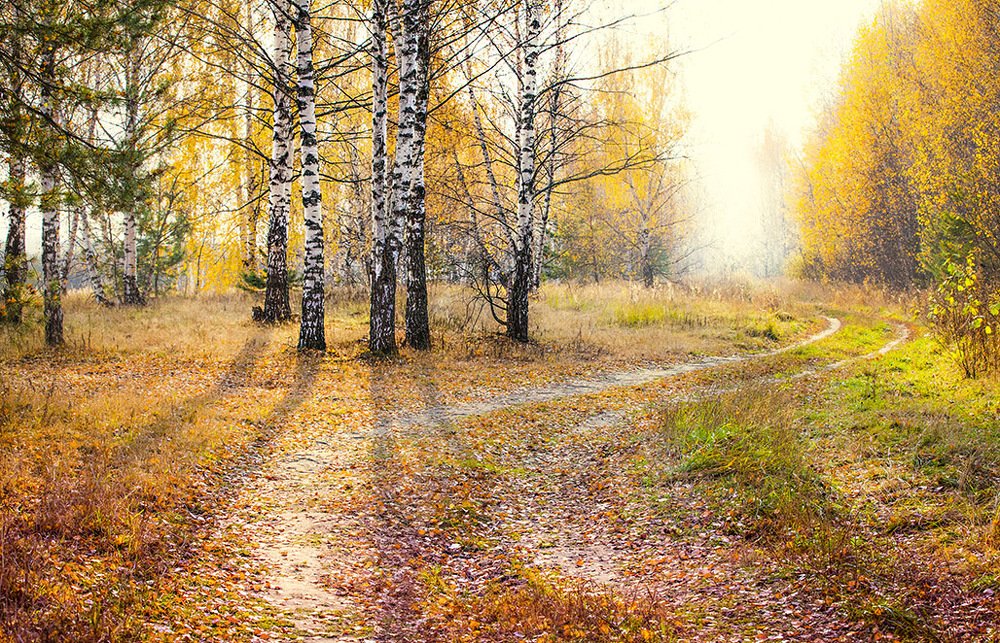 Берёзовый листопад