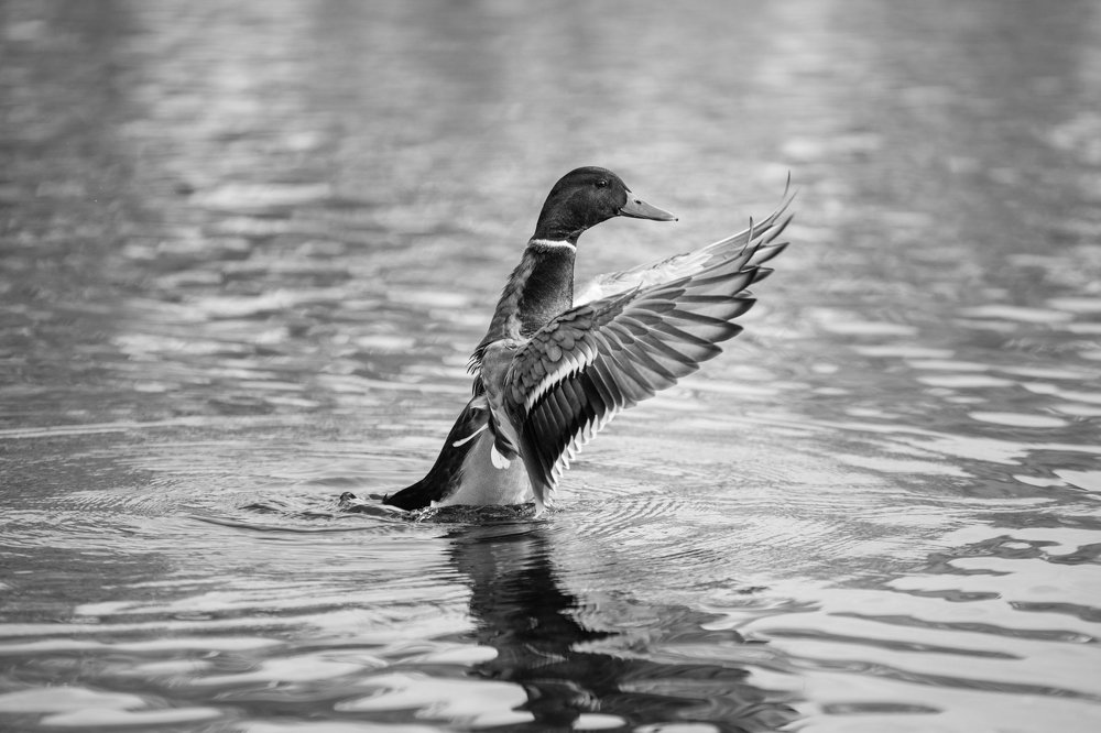 Photograph by Оксана Корчагина