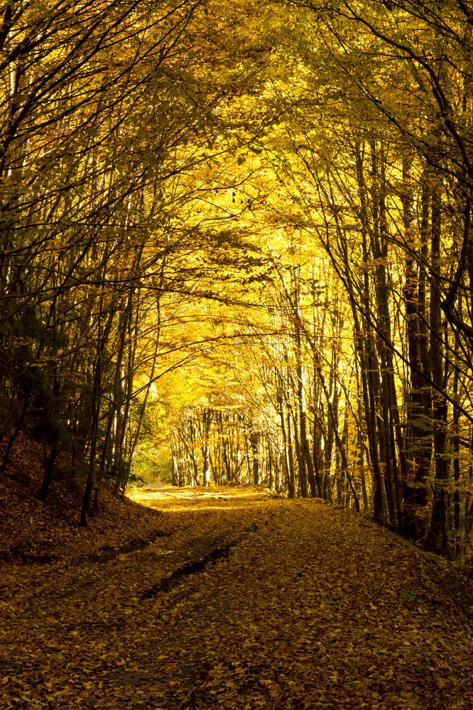 Photograph by Irina Magdalena Bivolaru