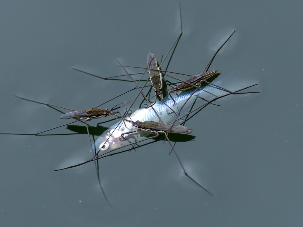 Photograph by Галина Михоношина