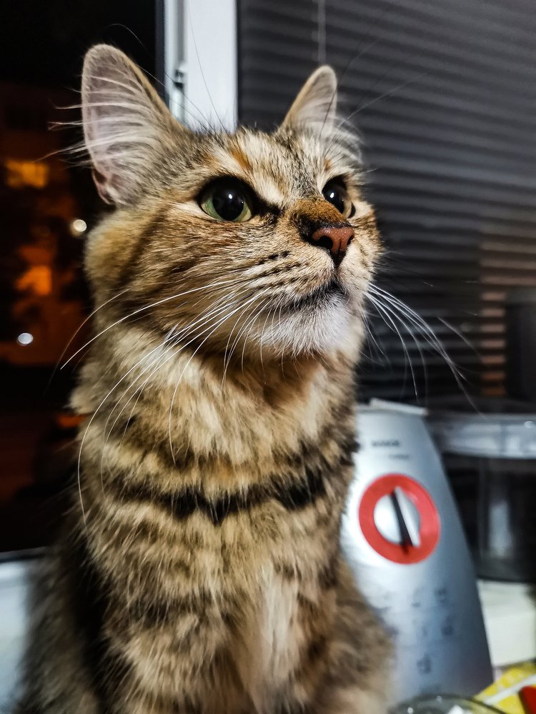 Фотография автора Ян Пчельников