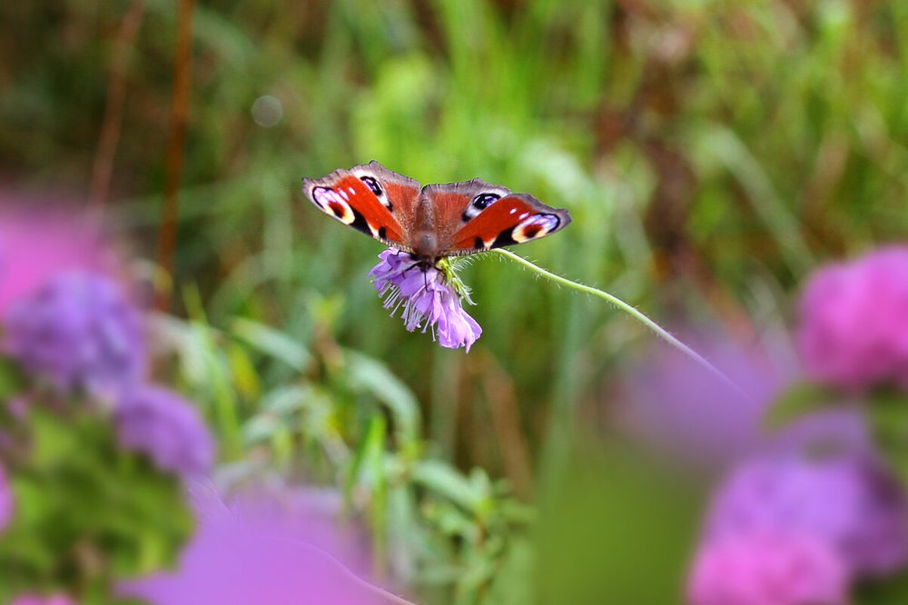 Photograph by Елена Гусева