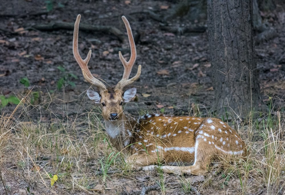 Photograph by Pramathesh Saha