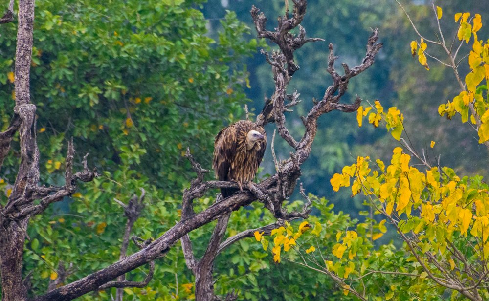 Photograph by Pramathesh Saha