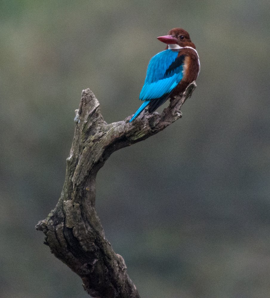Photograph by Pramathesh Saha