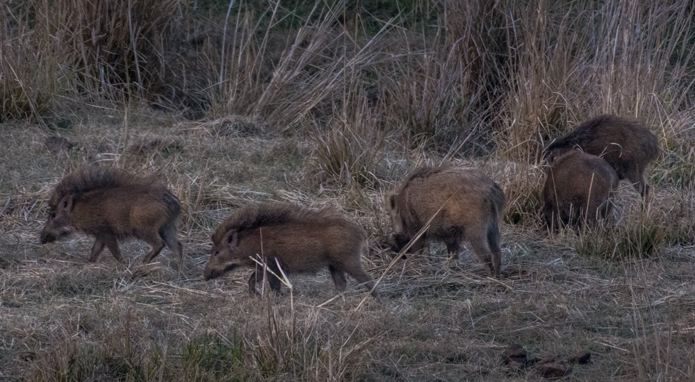 Photograph by Pramathesh Saha