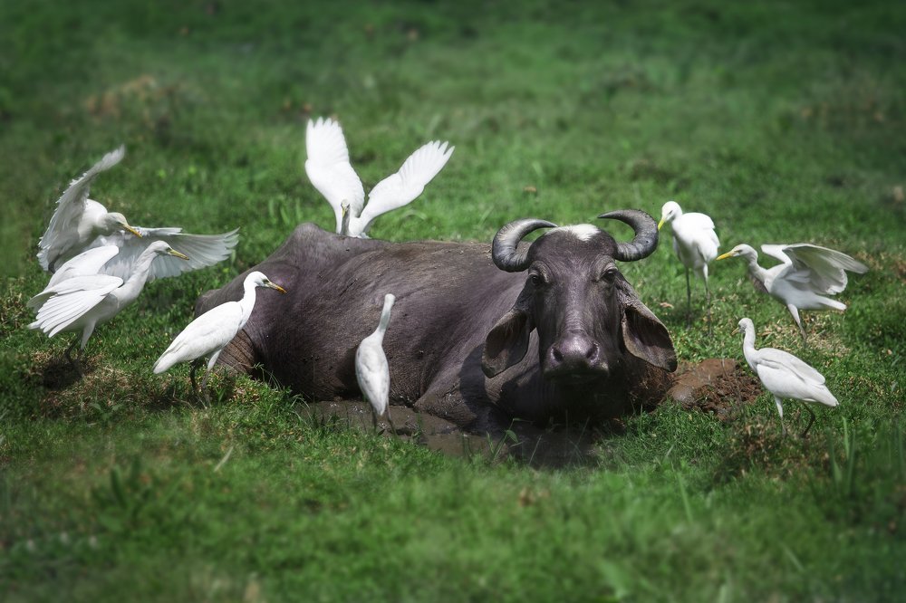 Photograph by Василиса Штапакова