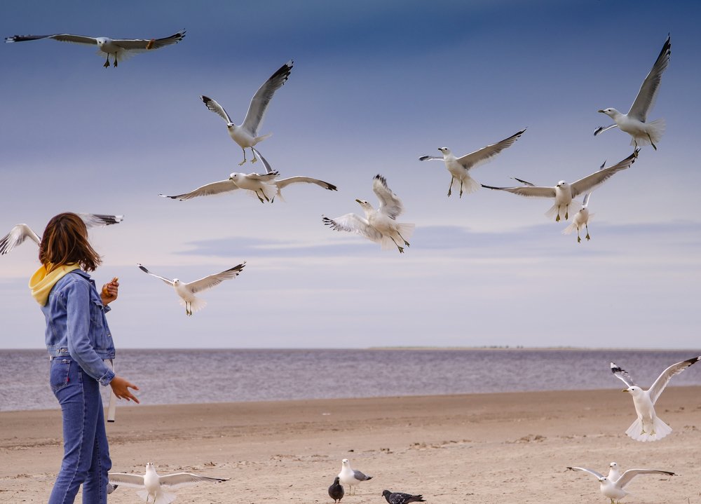 Нападение голодных чаек