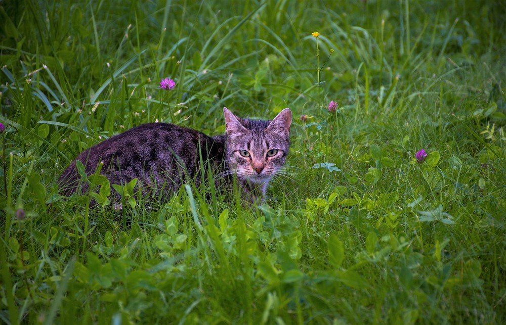 Серая кошка в траве.