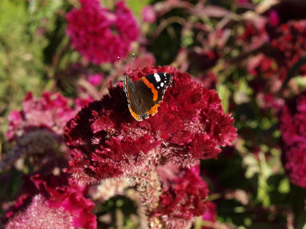 Photograph by Tatevik Tananyan