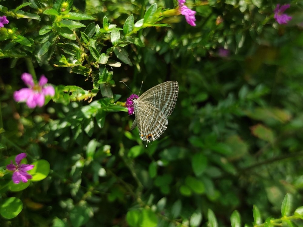 Photograph by Pramod Silva