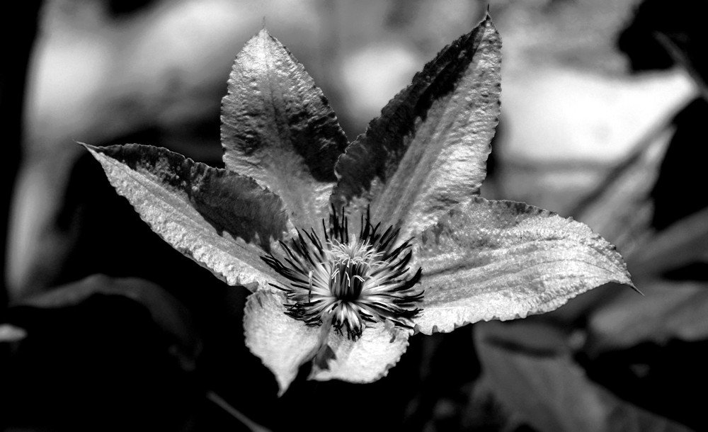 Le temps d'une floraison