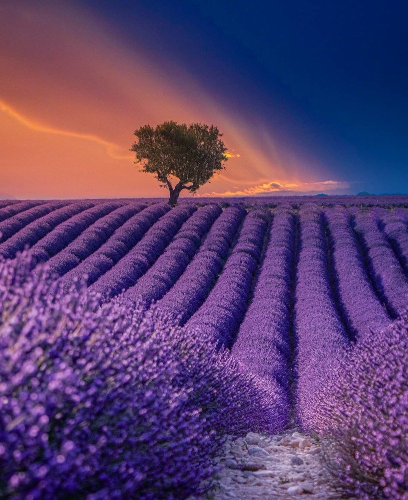Lavender