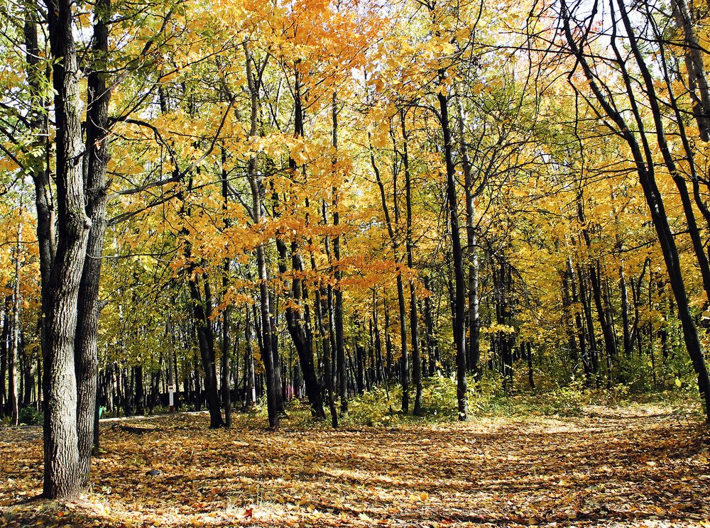 Photograph by Нинель Некрасова