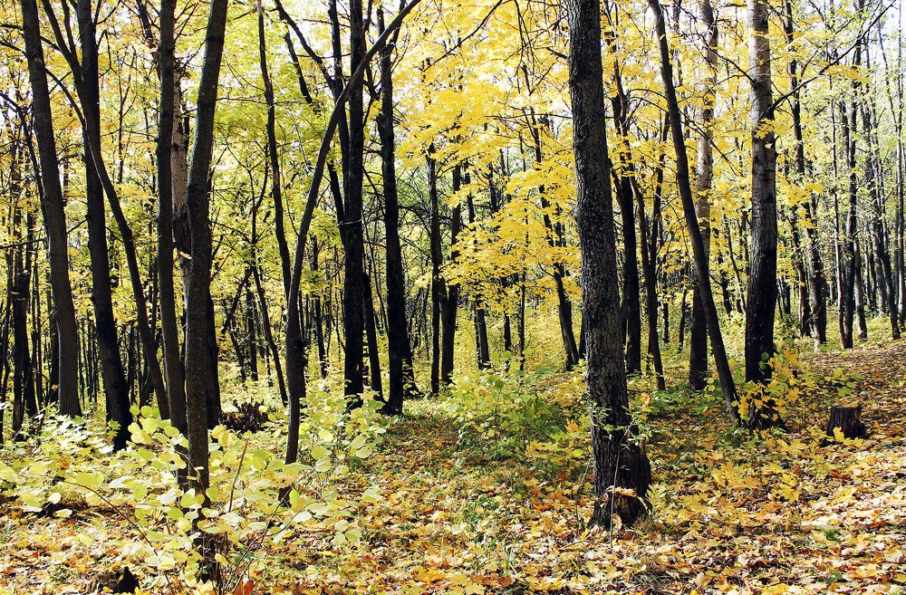 Photograph by Нинель Некрасова