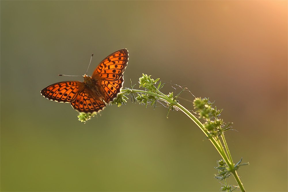 Photograph by Sokolova Tatiana