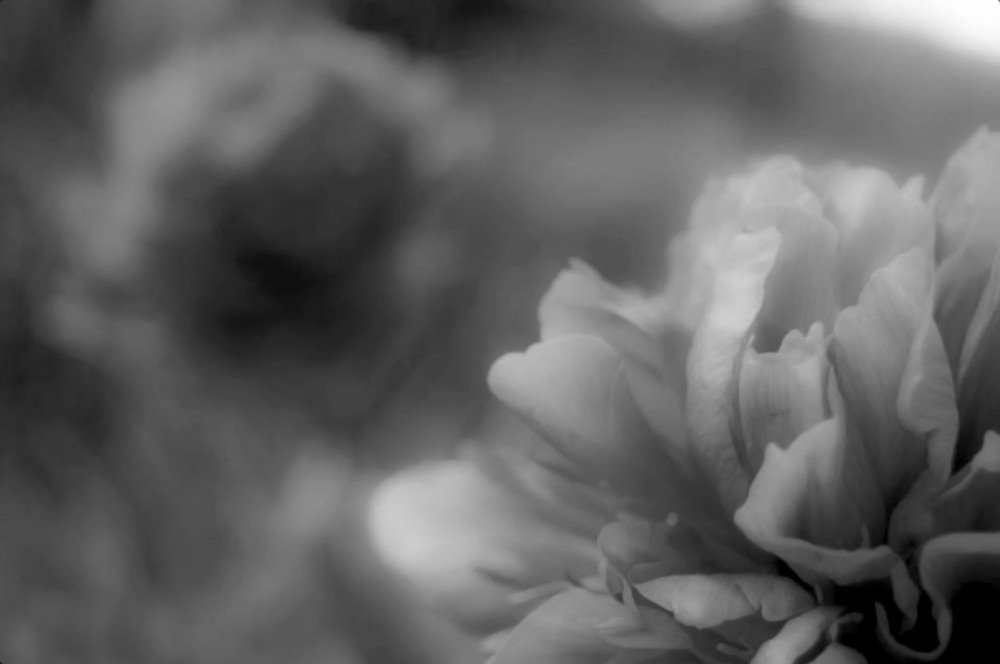 Photograph by Irina Magdalena Bivolaru