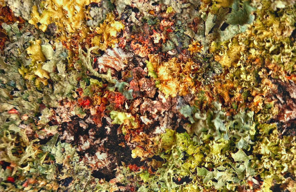 Палитра природы