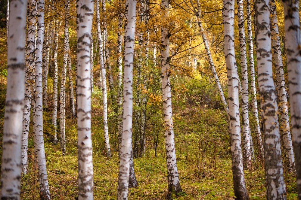 Photograph by Михаил Ноеренчук