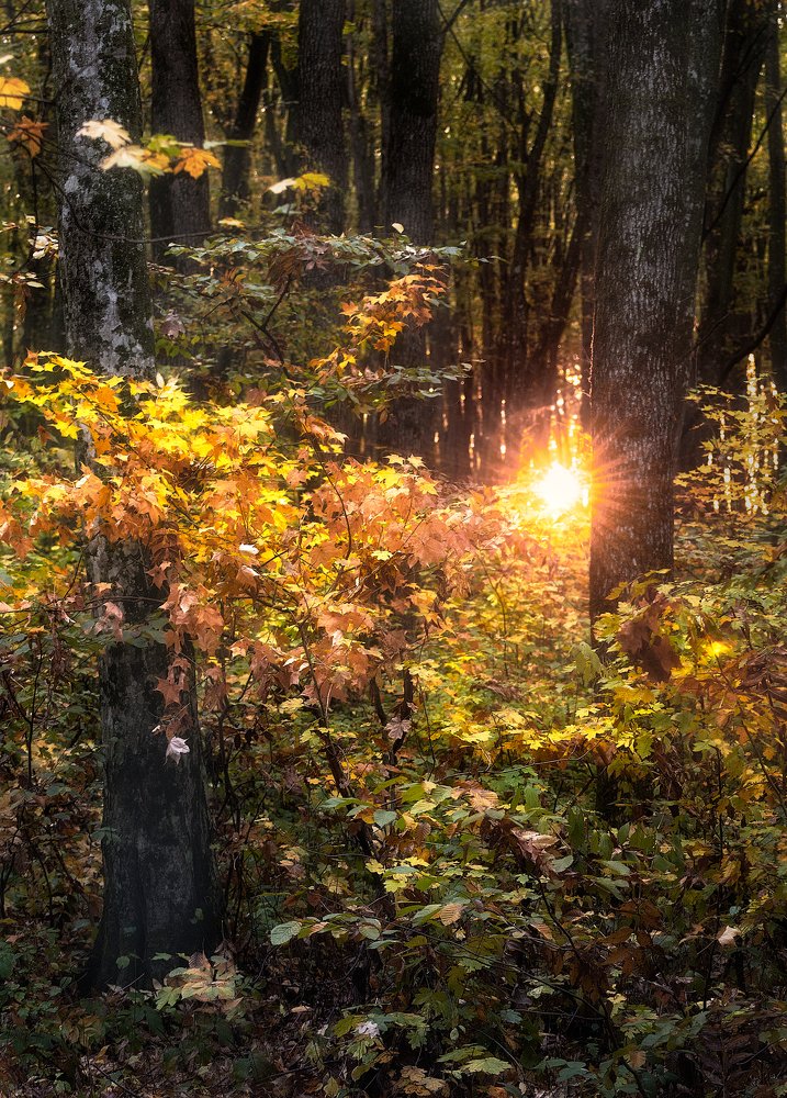 Photograph by Александр Орнатский