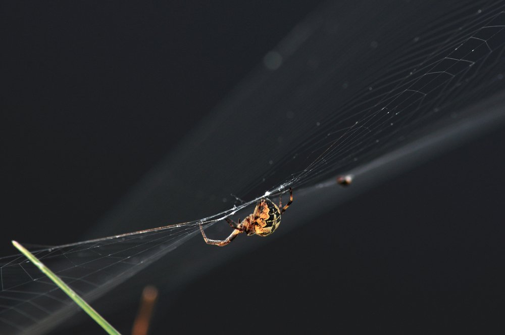 Cross orb weaver spider