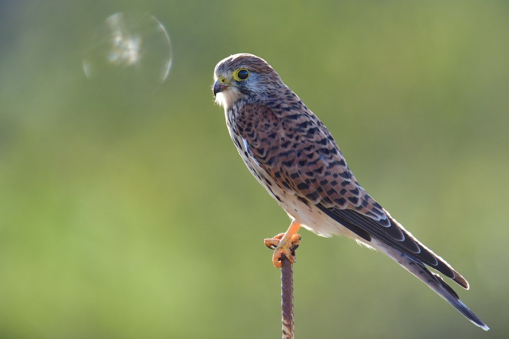 Фотография автора Anne Moginier