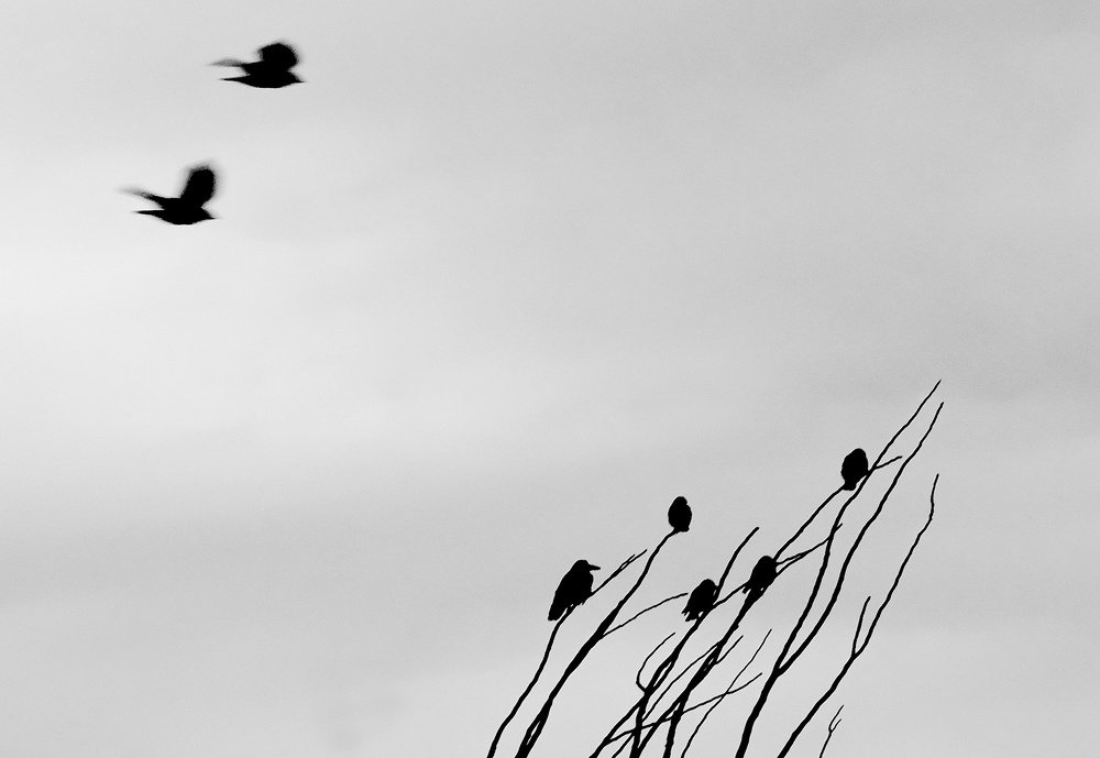 Photograph by Диана Арье