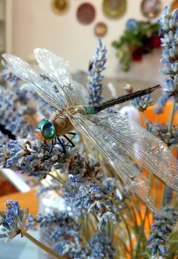 Photograph by Диана Арье