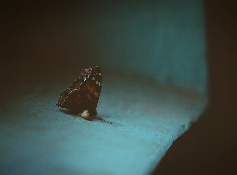 Photograph by Диана Арье